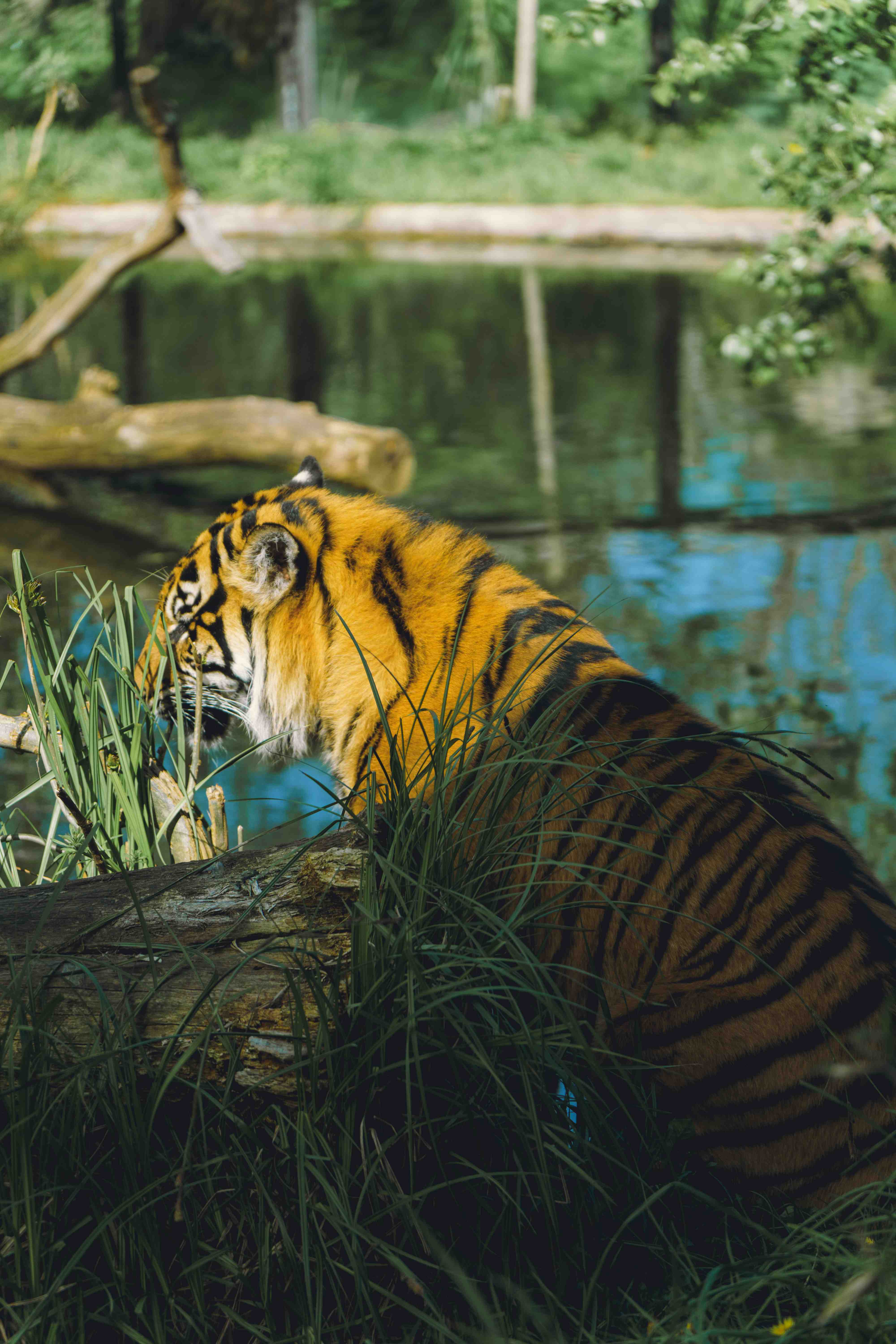 The Back Of A Tiger